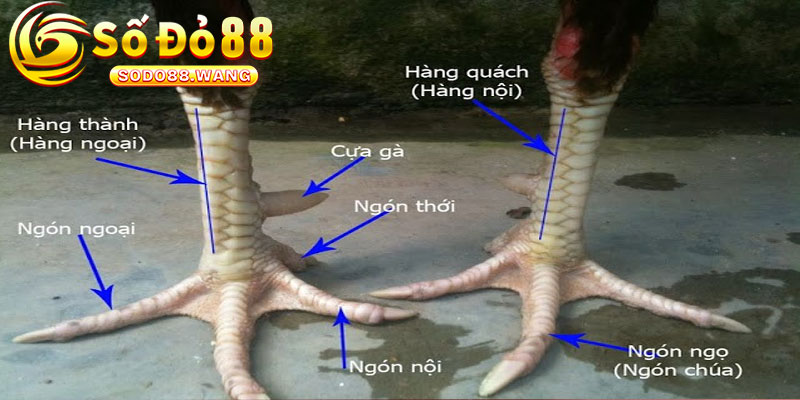 Cach Chon Tuong Ga Da Chuan Theo Cao Thu Sodo88