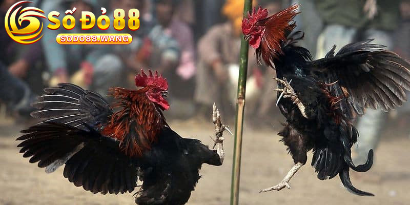 Có Những Loại Hình Đá Gà Nào Trên Trường Đấu Thomo?