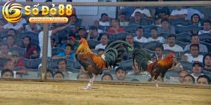 Da Ga Philippines – Nhung Tran Dau Dinh Cao Cua Chien Ke