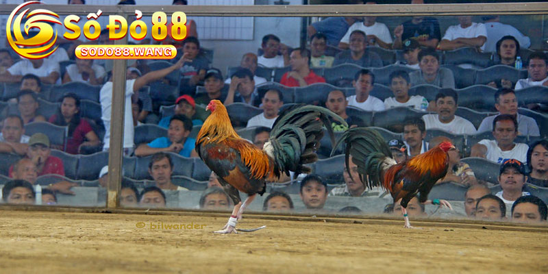 Da Ga Philippines – Nhung Tran Dau Dinh Cao Cua Chien Ke