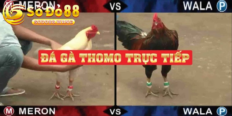 Điểm đặc biệt của đá gà c2 hôm nay