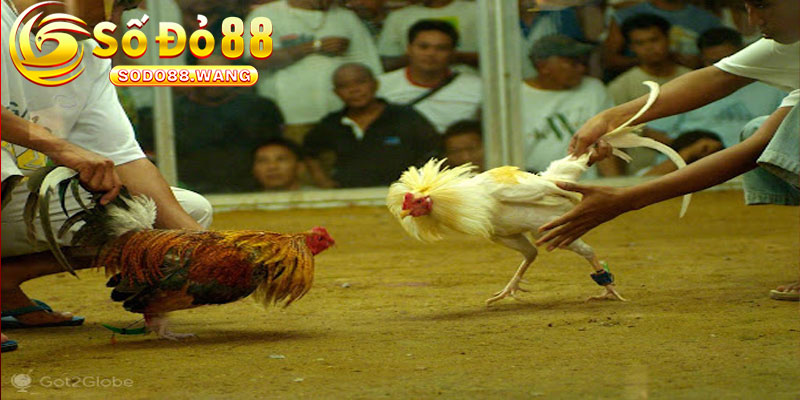Ưu Điểm Của Đá Gà Philippines Tại Sodo88